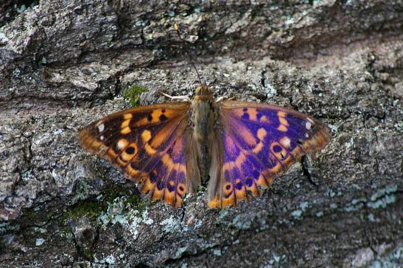 Una rarit????? Apatura ilia (f. ilia)